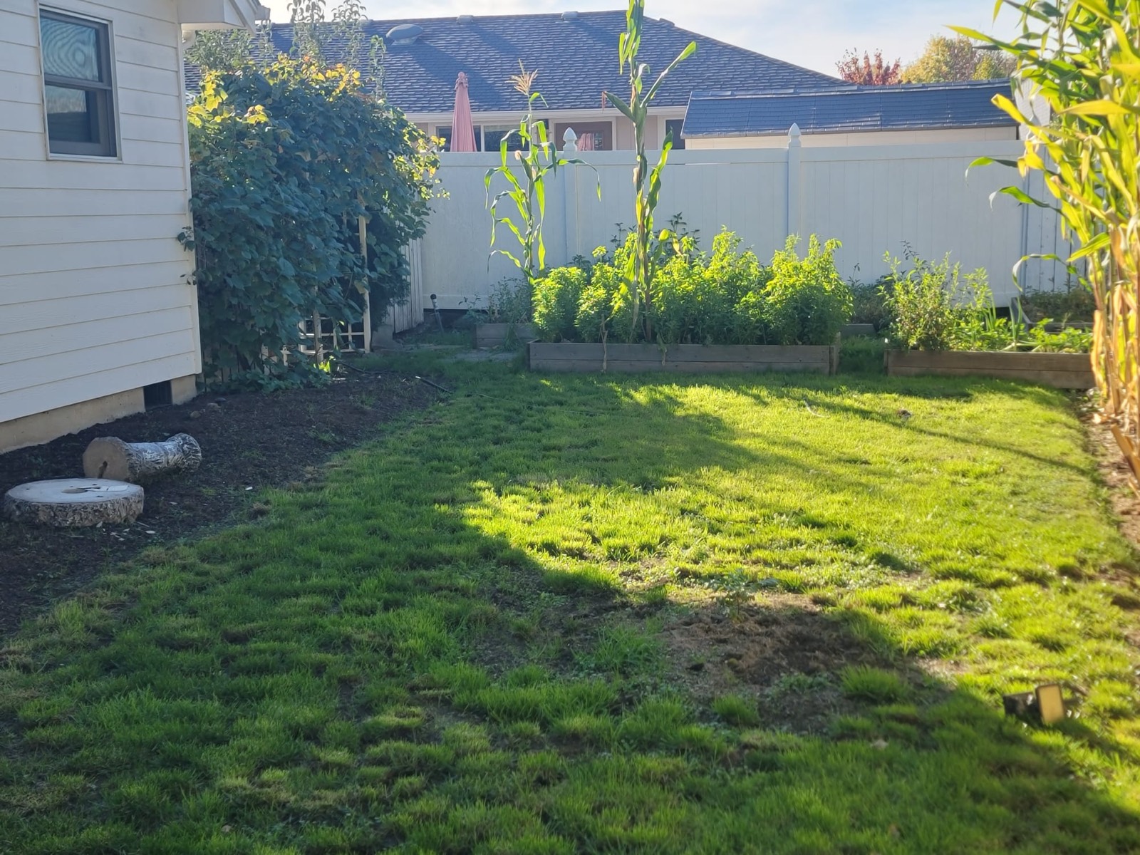The fenced back garden: an open lawn with raised vegetable beds along the far fence.